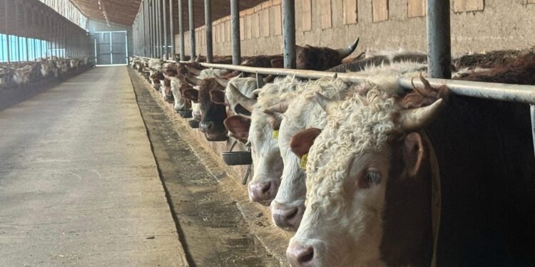 Қарағанды облысында ет комбинаты бар бордақылау алаңы салынады