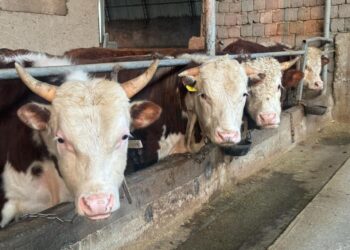 Мал шаруашылығын дамытуға арналған жаңа субсидиялау тетіктері талқыланды