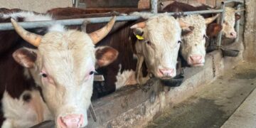 Мал шаруашылығын дамытуға арналған жаңа субсидиялау тетіктері талқыланды