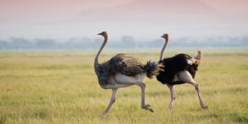 Мақаншылық шаруа түйеқұс өсіруді қолға алған