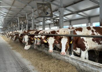 ШҚО-да тәулігіне 30 тонна өнім өндіретін сүт өңдеу зауыты іске қосылды