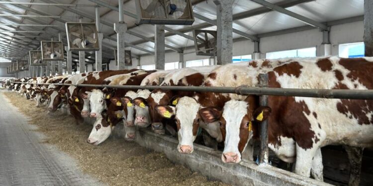 ШҚО-да тәулігіне 30 тонна өнім өндіретін сүт өңдеу зауыты іске қосылды