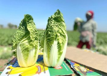 Түркістандық диқандар Ресейге қырыққабаттың алғашқы партиясын экспорттады