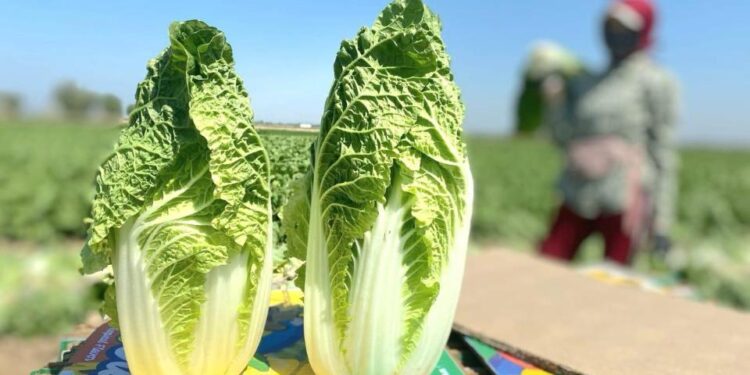 Түркістандық диқандар Ресейге қырыққабаттың алғашқы партиясын экспорттады