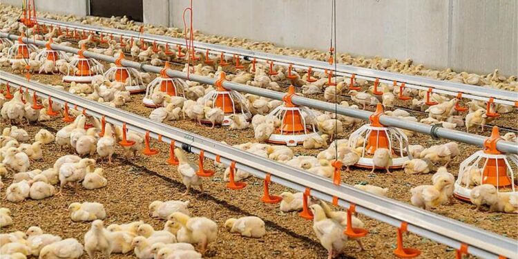 Қазақстанда асыл тұқымды құс репродукторы іске қосылады