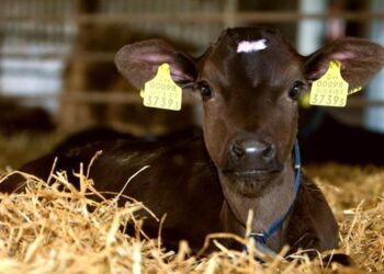 Мал санына қатысты деректер базасы жаңартылды