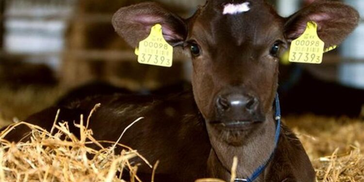 Мал санына қатысты деректер базасы жаңартылды