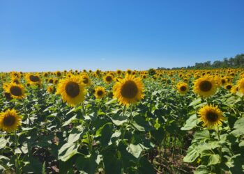 Майлы дақылдарды сақтандыруға өтінім қабылдау жалғасуда