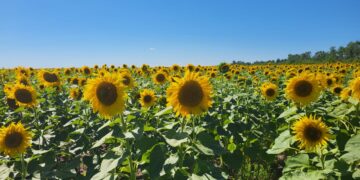 Майлы дақылдарды сақтандыруға өтінім қабылдау жалғасуда