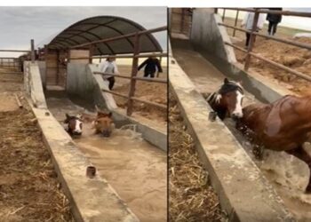 Жануарларды кененің кесапатынан арылтудың тәсілдері