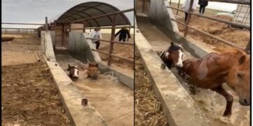 Жануарларды кененің кесапатынан арылтудың тәсілдері