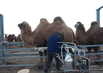 Маңғыстау облысында екі түйе фермасы құрылады