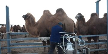 Маңғыстау облысында екі түйе фермасы құрылады