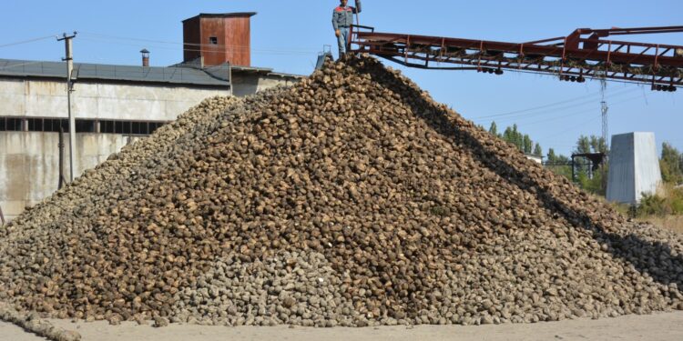 Al Khaleej Sugar компаниясы Қонаевта қант зауытын салуды жоспарлап отыр