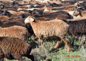 Өзбекстанға 250 қойды заңсыз өткізбек болғандар ұсталды