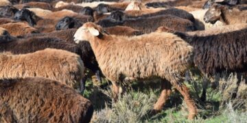 Өзбекстанға 250 қойды заңсыз өткізбек болғандар ұсталды