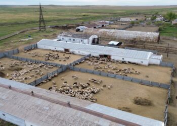 Қазақстан еті араб елдерінде жоғары сұранысқа ие