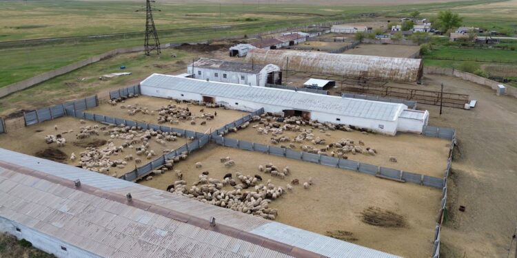 Қазақстан еті араб елдерінде жоғары сұранысқа ие