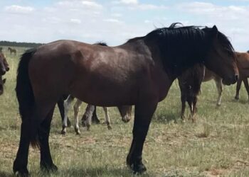 Абай облысының ғалымдары асыл тұқымды жылқы түрін көбейтпек