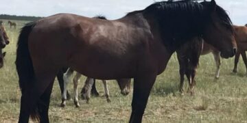 Абай облысының ғалымдары асыл тұқымды жылқы түрін көбейтпек