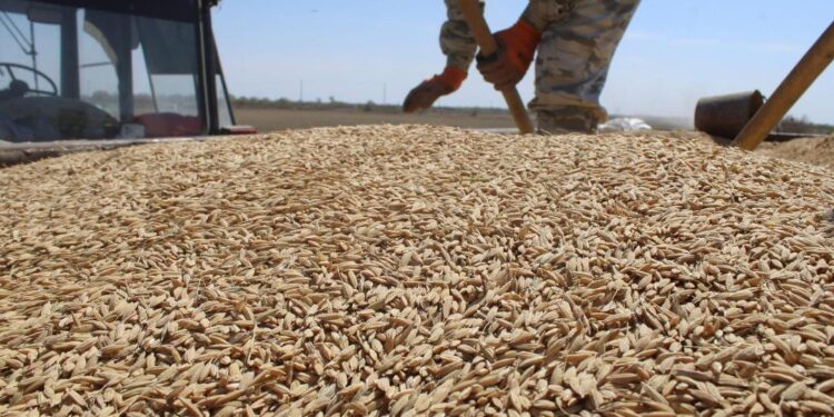 Ғалымдар тұқым себу кезеңінде күрішті аурулар мен зиянкестерден қорғау шараларын ұсынады