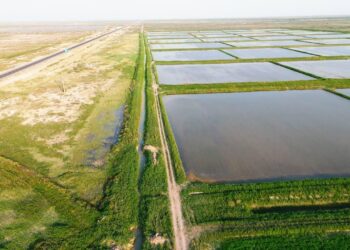 Қызылорда облысында 15 мың гектардан астам егіс алқабы сумен қамтамасыз етілді