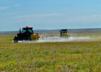 Еліміздің 11 өңірінде шегірткеге қарсы күрес жұмыстары жүріп жатыр