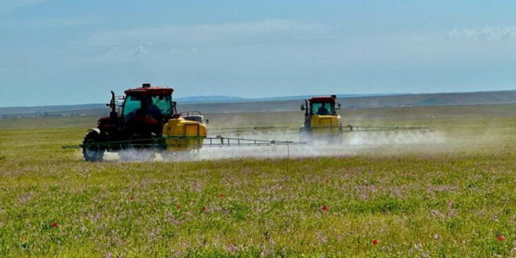 Еліміздің 11 өңірінде шегірткеге қарсы күрес жұмыстары жүріп жатыр