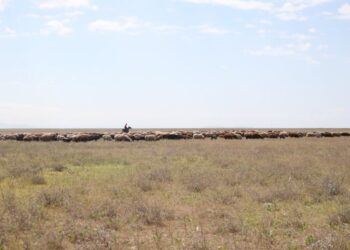 Жамбыл облысында жайылымдық жерлерді жақсарту жобасы жүзеге асып жатыр