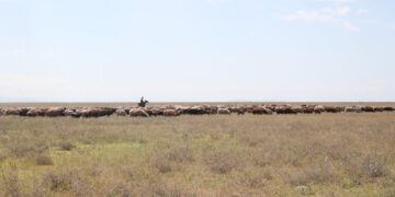 Жамбыл облысында жайылымдық жерлерді жақсарту жобасы жүзеге асып жатыр