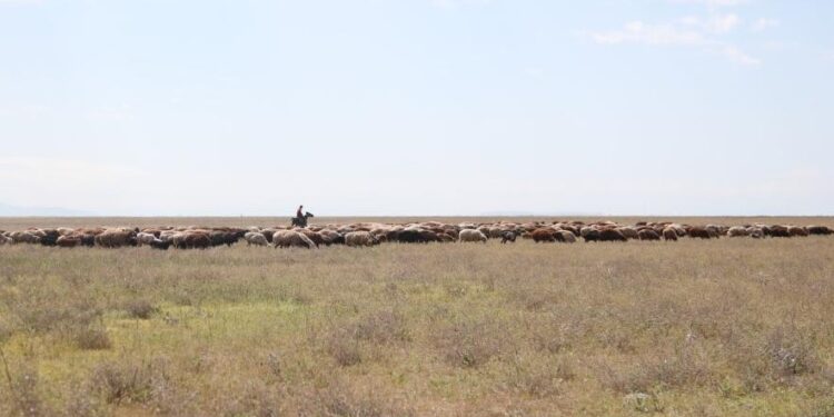 Жамбыл облысында жайылымдық жерлерді жақсарту жобасы жүзеге асып жатыр
