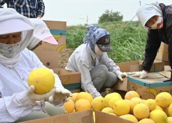 Жетісайдың қауыны Ресейге экспорттала бастады