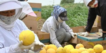 Жетісайдың қауыны Ресейге экспорттала бастады