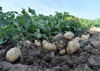 Сарыағаштық шаруалар ерте пісетін картопты жинауға кірісті