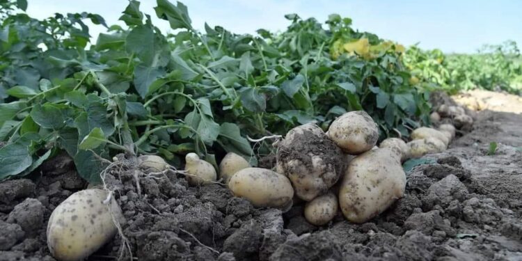 Сарыағаштық шаруалар ерте пісетін картопты жинауға кірісті