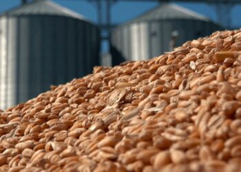 Азық-түлік корпорациясы Вьетнамға бидай экспорттауды бастады