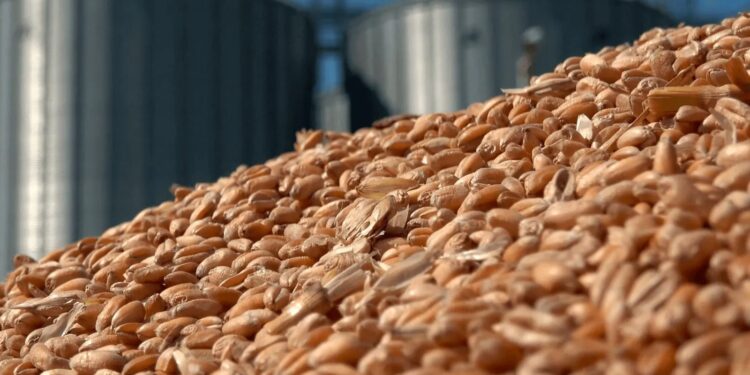 Азық-түлік корпорациясы Вьетнамға бидай экспорттауды бастады