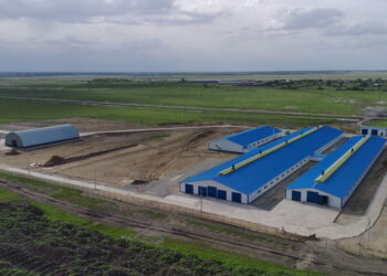 СҚО-да 400 басқа арналған тауарлы сүт фермасы ашылады