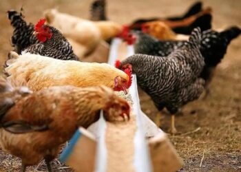 Қазақстан құс тұмауынан таза ел мәртебесіне ие