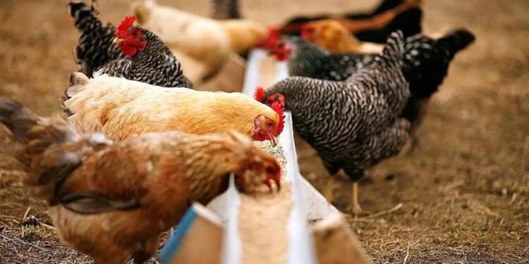 Қазақстан құс тұмауынан таза ел мәртебесіне ие