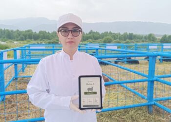 Биотехнолог: қойды қолдан ұрықтандырған дұрыс