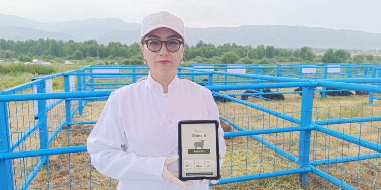 Биотехнолог: қойды қолдан ұрықтандырған дұрыс