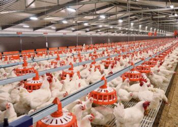 Түркістан облысында құс фабрикасы іске қосылады