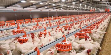 Түркістан облысында құс фабрикасы іске қосылады
