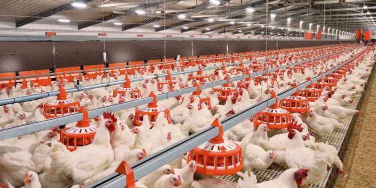 Түркістан облысында құс фабрикасы іске қосылады