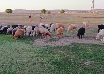 Шағын несиенің шарпатын көргендер