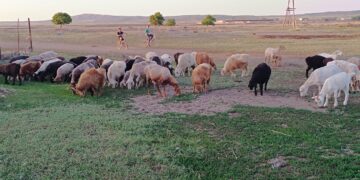 Шағын несиенің шарпатын көргендер