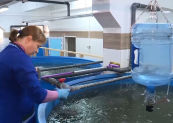 Ақтөбе облысында балық шаруашылығы екі есеге артты