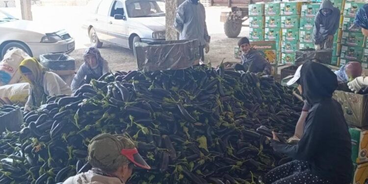 Түркістан облысының диқандары 2,9 мың тонна баялды өнімін жинады