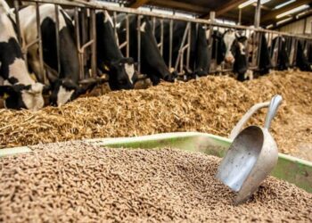 Жамбыл облысында мал азығы ұнын өндіретін зауыт іске қосылады